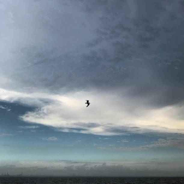 istock A bird in the sky. 1196609840