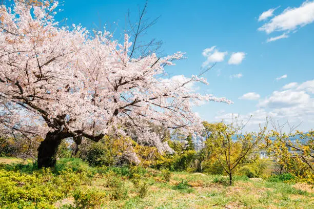 Photo of Spring cherry blossoms at Otokoyama mountain in Kyoto, Japan