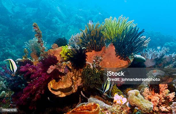 Coral Reef Stock Photo - Download Image Now - Animal, Animal Family, Animals In The Wild