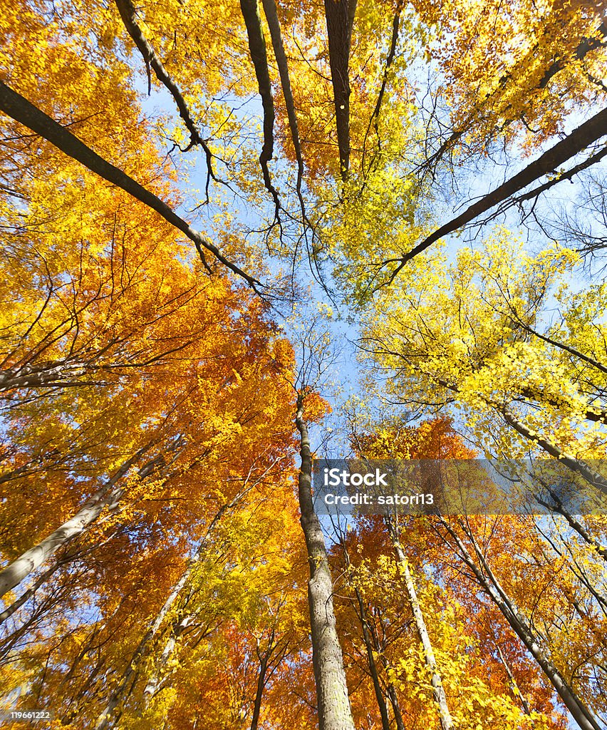Beech forest - Lizenzfrei Ast - Pflanzenbestandteil Stock-Foto