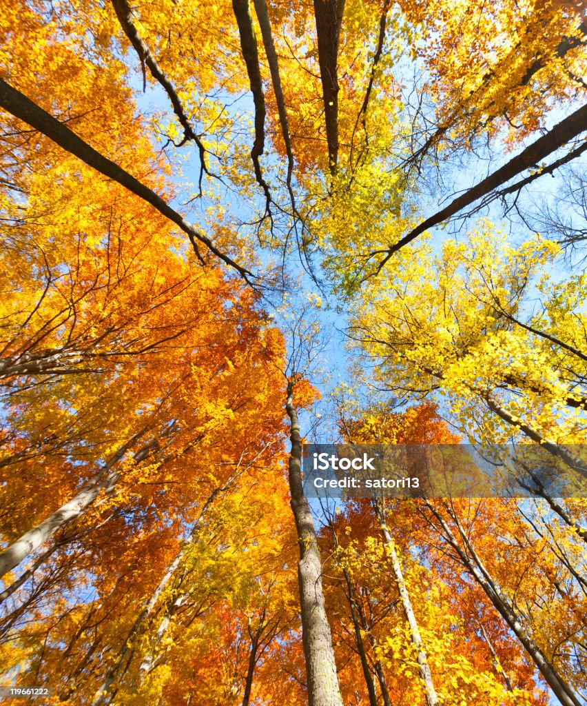 Bosque de Beech - Foto de stock de Aire libre libre de derechos