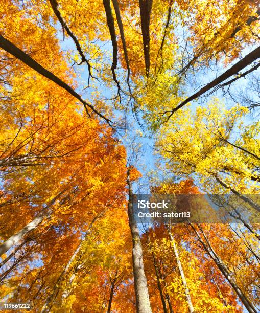 Bosque De Beech Foto de stock y más banco de imágenes de Aire libre - Aire libre, Arbusto, Azul