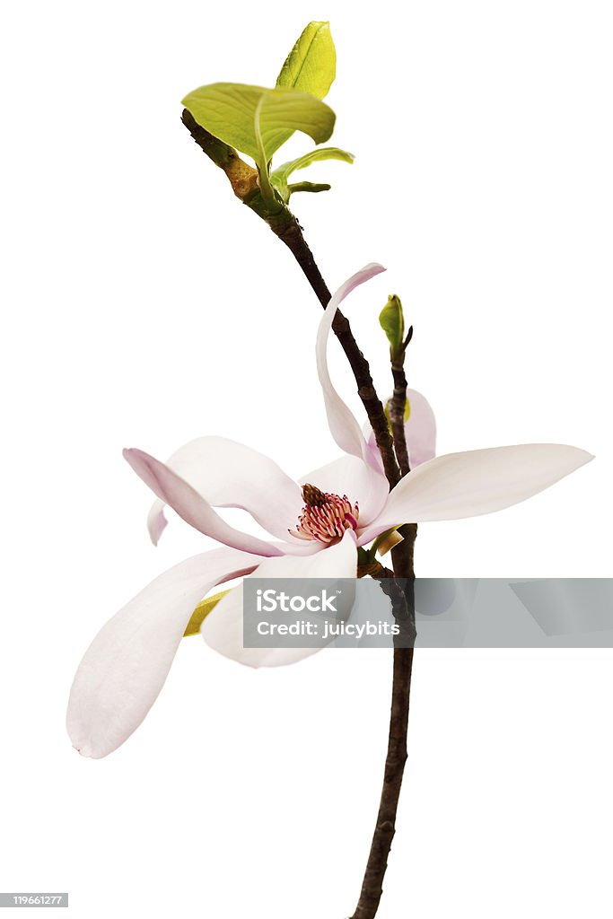 Printemps fleur de Magnolia - Photo de Arbre en fleurs libre de droits