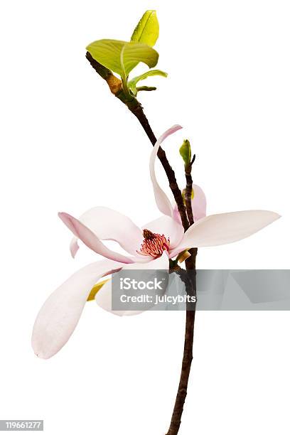 Primavera Flor De Magnólia - Fotografias de stock e mais imagens de Beleza natural - Beleza natural, Botânica - Ciência de plantas, Branco