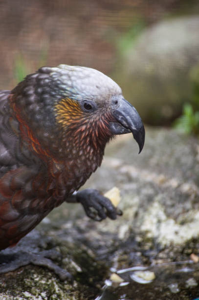 istock New Zealand Kaka Parrot 1196614247