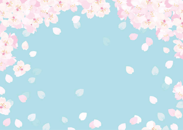 ilustraciones, imágenes clip art, dibujos animados e iconos de stock de ilustración del vector de flor de cerezo rosa - spring background