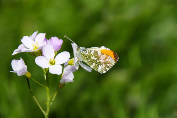 Orange tip butterfly (Anthocharis cardamines) A male orange tip butterfly (Anthocharis cardamines) feeding on a pale purple cuckoo flower in a meadow in the summer sunshine in Wales, UK anthocharis cardamines stock pictures, royalty-free photos & images