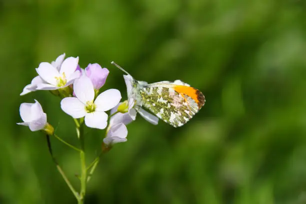 A male orange tip butterfly (Anthocharis cardamines) feeding on a pale purple cuckoo flower in a meadow in the summer sunshine in Wales, UK