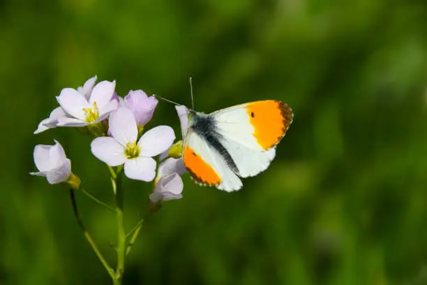 A male orange tip butterfly (Anthocharis cardamines) feeding on a pale purple cuckoo flower in a meadow in the summer sunshine in Wales, UK
