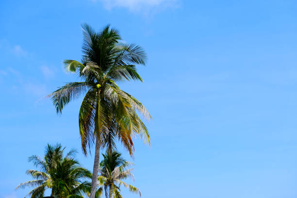 istock Palm Trees with a Blue Sky Background 1196617594