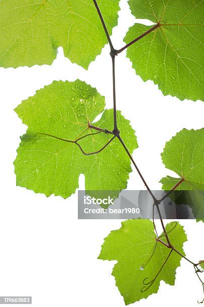 Hojas Verdes De Vino Y Los Rayos Del Sol Foto de stock y más banco de imágenes de Agricultura - Agricultura, Alimento, Botánica