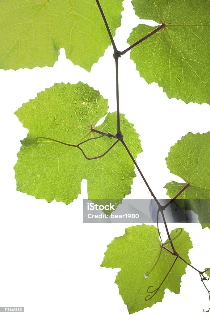 Feuilles vertes de vin et les rayons du soleil - Photo de Agriculture libre de droits