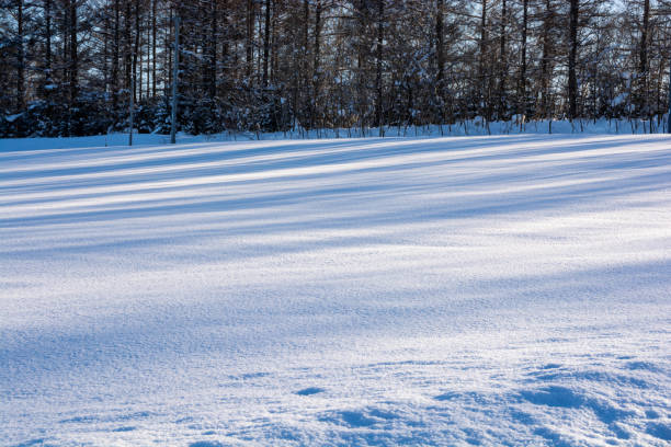Aerial view to winter landscape. Snow-covered trees at sunset.Aerial top down view of frosty trees in winter in The concept of Christmas