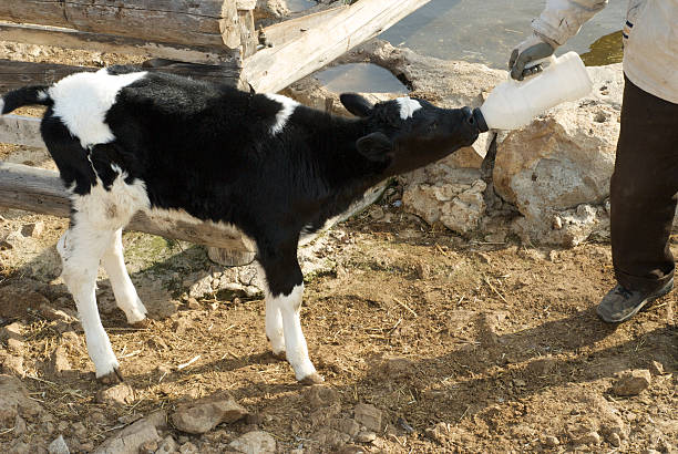 Close up of brown cow drinking water from trough