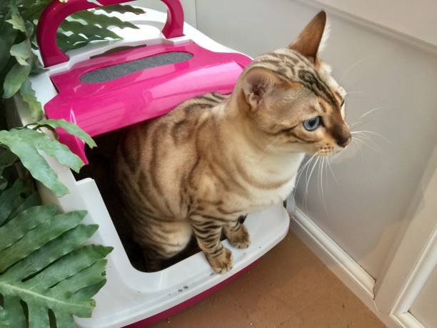 istock Cat in the litter box 1196620337