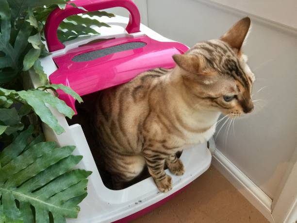 istock Cat in the litter box 1196620339