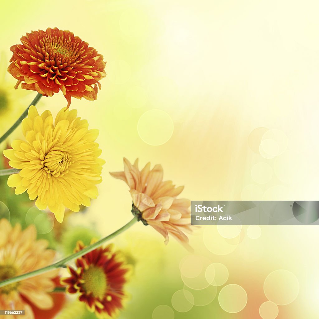 Colorful Dianthus Caryophyllus in light bokeh background Colorful chrysanthemum bouquet on warm, blurred bokeh background. Shallow DOF. Autumn Stock Photo