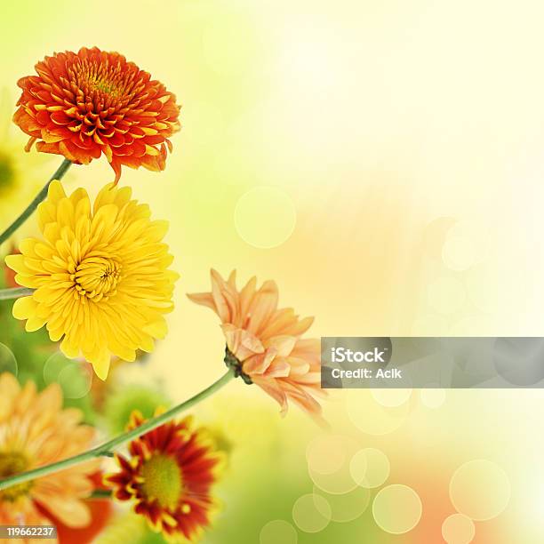 Colorful Dianthus Caryophyllus In Light Bokeh Background Stock Photo - Download Image Now