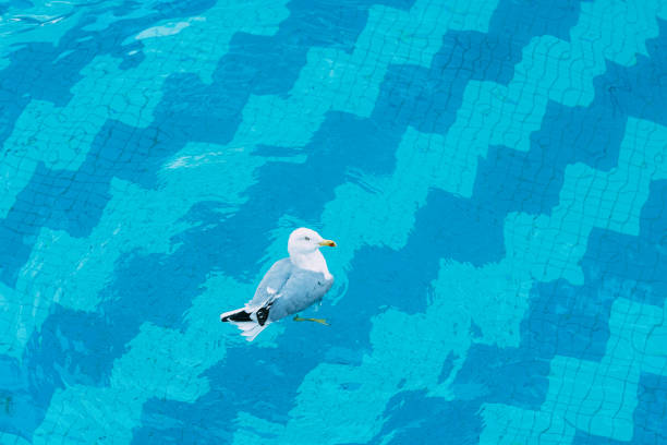 Seagull in Swimming Pool
