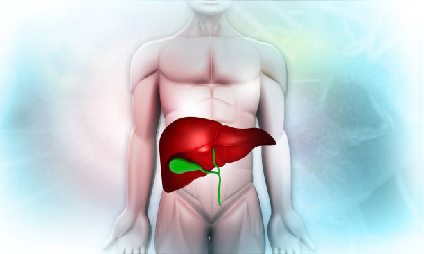 istock Human body with liver 1196622878