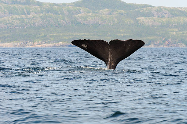 istock Tail of a diving sperm whale 119662446