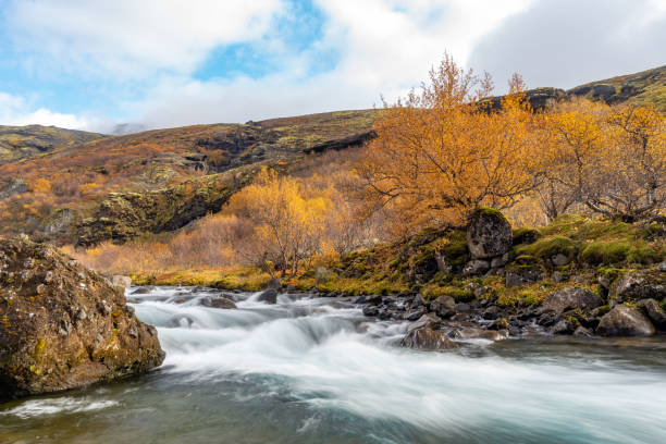 istock Small waterfall and yellow autumn leaves, Iceland 1196628586