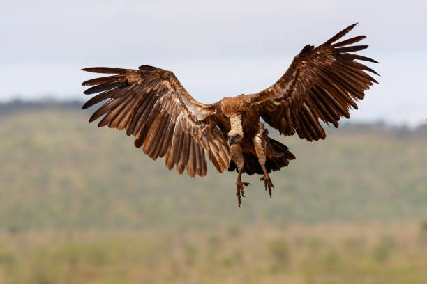 istock White backed vulture flying before landing 1196628908