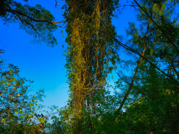 20191227_TaiTongRedLeaf
