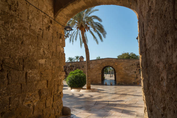istock spain palm of majorca 1196629706