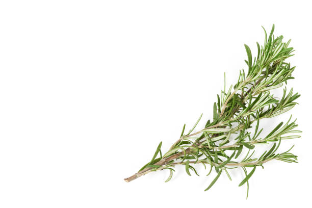 istock Fresh rosemary twig located at the bottom and right, background 1196631089