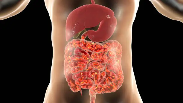 Photo of Intestinal microbiome, medical concept