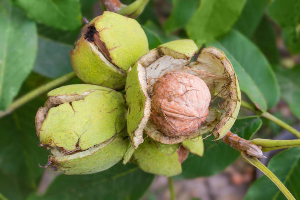 istock Walnut inside his cracked green husk on tree close-up 1196631820