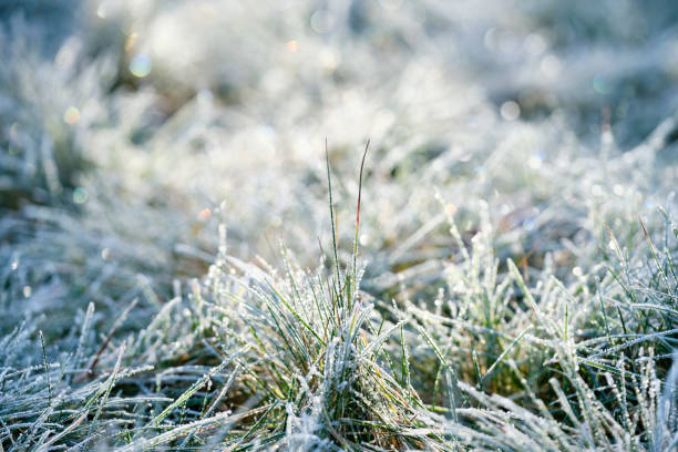 istock Grass in the sunlight on a cold winter morning 1196631861
