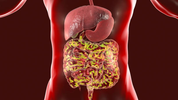 Intestinal microbiome, medical concept Intestinal microbiome, microflora of human small and large intestine, medical concept, 3D illustration abdomen stock pictures, royalty-free photos & images