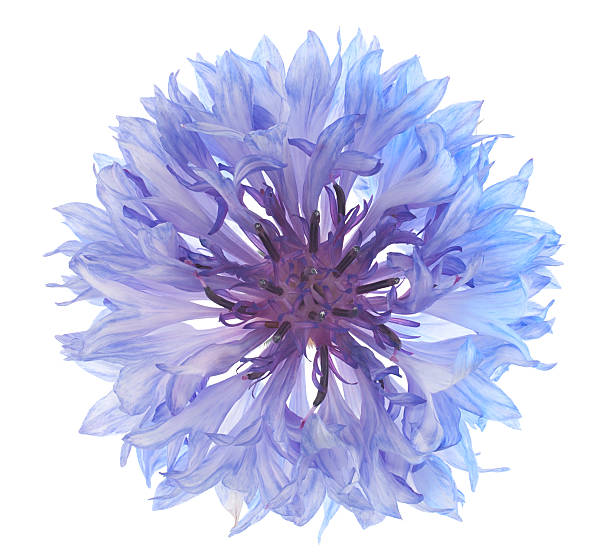 istock A purple cornflower shot from above 119663303