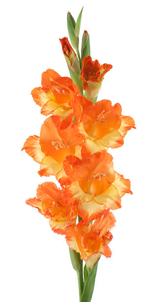 gladiolo - gladiolus single flower flower yellow fotografías e imágenes de stock
