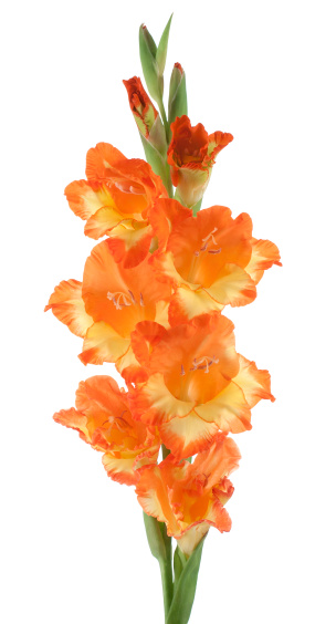 bouquet od wild flowers: achillea millefolium, day lily and lupine in a transparent glass vase isolated on white background
