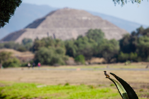 A small bird sits on a agave, in the background a pyramid of the sun, Mexico. Aztec landmark, ancient city, pyramids of the moon and the sun
