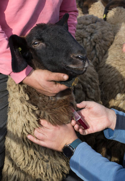 istock Veterinarian taking blood sample of sheep 1196636231