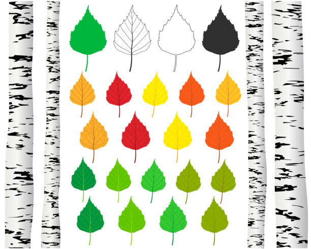 Birch tree forest leaf icon shape set. Different colors forest leaves symbol sign pack. Vector illustration image. Autumn, fall and summer graphic color collection. Green, yellow, red, brown nature. Birch tree forest leaf icon shape set. Different colors forest leaves symbol sign pack. Vector illustration image. Autumn, fall and summer graphic color collection. Green, yellow, red, brown nature. birch bark background stock illustrations