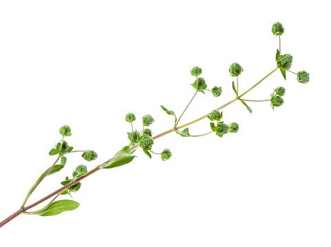 branch with buds of fresh marjoram (Origanum majorana) herb isolated on white background