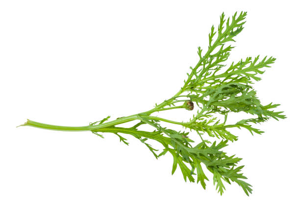 twig with buds of edible chrysanthemum greens twig with buds of fresh edible chrysanthemum greens (glebionis coronaria) isolated on white background crown daisy stock pictures, royalty-free photos & images