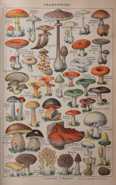 ilustrações, clipart, desenhos animados e ícones de cena dos cogumelos da floresta do outono. vista dos cogumelos do outono. cogumelos da floresta do outono. cogumelos na floresta do outono - witchcraft heights