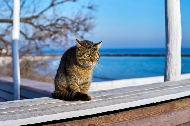 istock Cat sitting on white parapet over blue sea background 1196639599