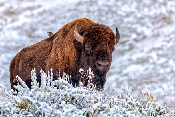 istock American Bison with stowaway 1196640474
