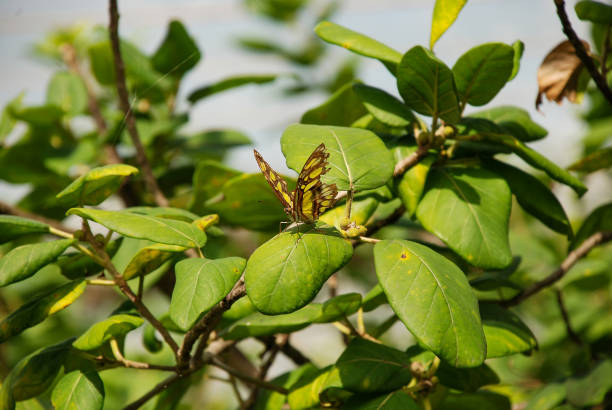 close up nature