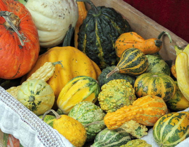 istock Decorative orange, yellow  and green pumpkins 1196642673