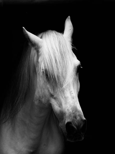istock Animals in black and grey / white 1196643582