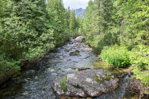 istock Mountain stream Krupa in Tatra mountains, Slovakia 1196643641