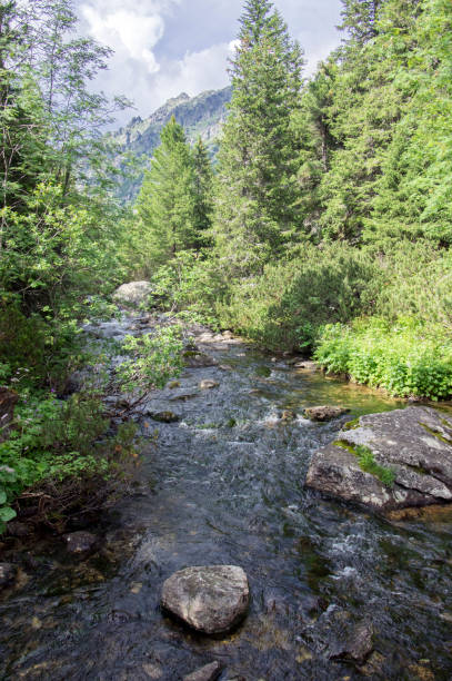istock Mountain stream Krupa in Tatra mountains, Slovakia 1196643649